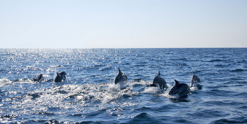 Delfine im offenen Meer