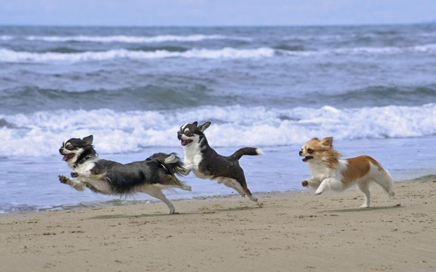 Strand mit Hunde
