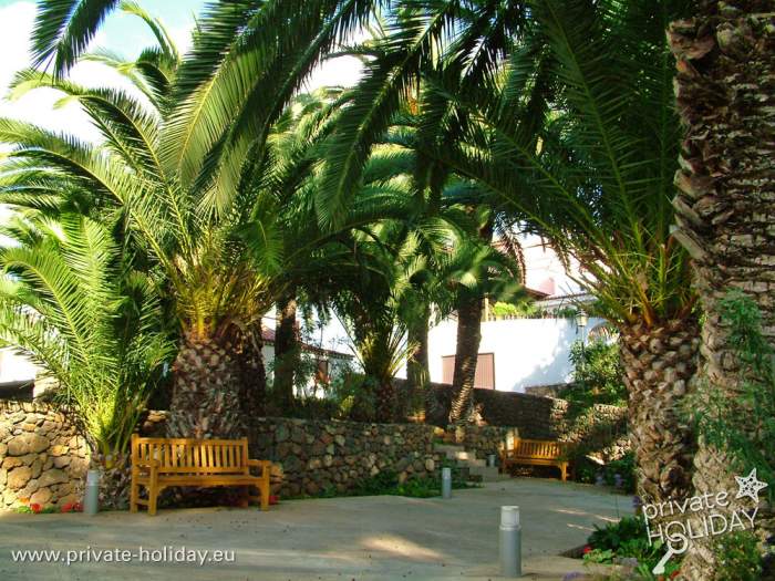 Palmen in El Sauzal - Teneriffa
